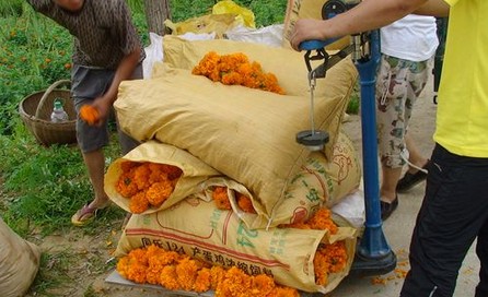 洛南县谢湾万寿菊喜获丰收