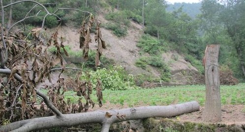 西川村20棵核桃树不明原因被砍