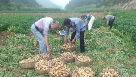 商南县高山马铃薯喜获丰收