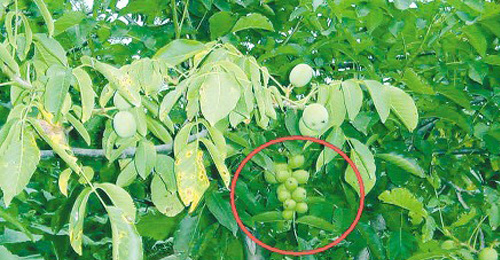 看着像葡萄其实是核桃