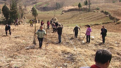洛南杨岭坡上建园忙