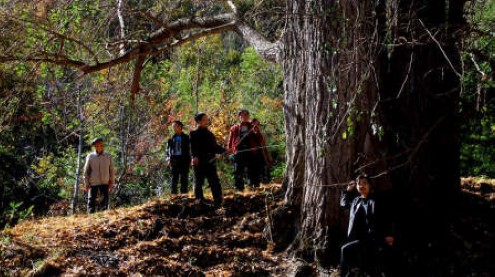 镇安有对千年银杏树