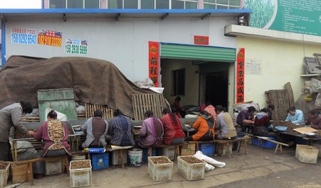 景村雇请留守妇女加工核桃仁
