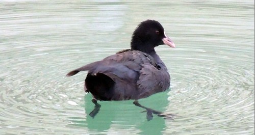 柞水发现一新种野游禽