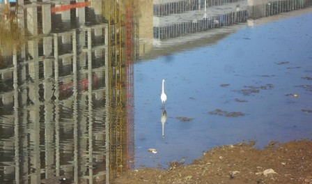 洛南县河成野生水禽栖息地