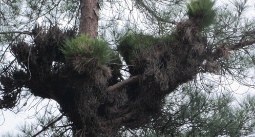 山阳：怪松浑身结疙瘩