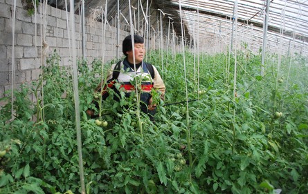 山阳大力发展设施蔬菜产业