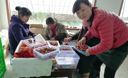 丹凤现代农业促农民增收