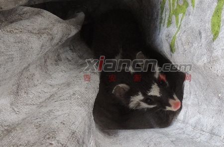 柞水县公安局干佑镇派出所民警截获一只果子狸