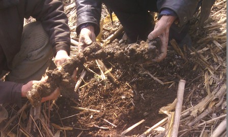 柞水杨四庙村猪苓丰收