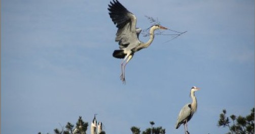 大批苍鹭到洛南周湾村栖息