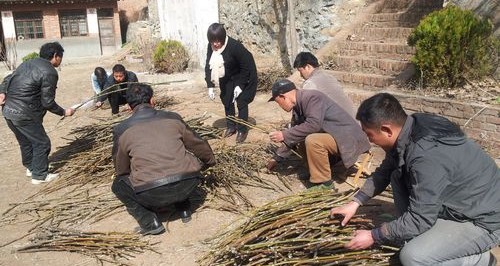 商州：核桃园里春来早