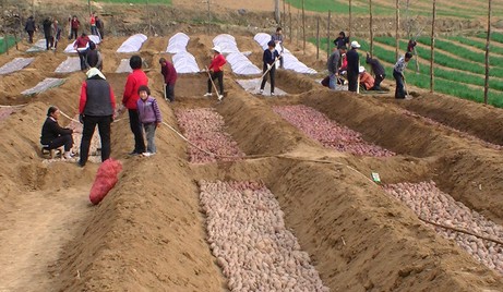 洛南：“协会+支部”带动红薯产业发展