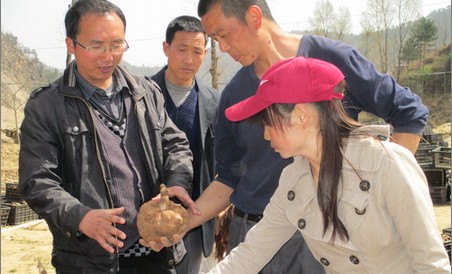 山阳：金山村流转60亩土地种魔芋