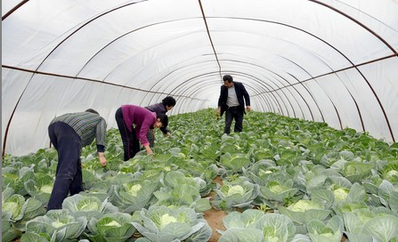 柞水曹坪镇开展核桃高接换优工作