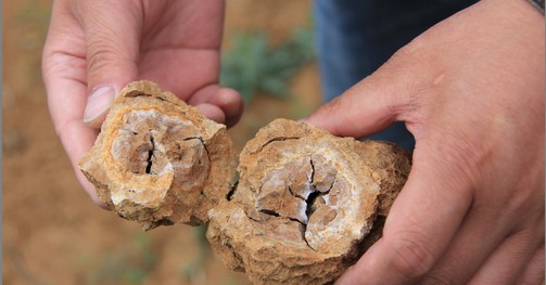 商南清油河发现大量“化石”