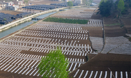 商州：牧护关推广高产栽培技术