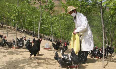 山阳大力发展林下立体生态养殖产业