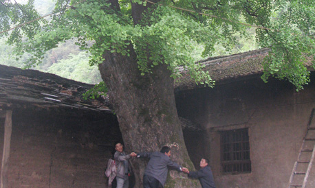 镇安有棵千年夫妻树