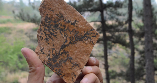 洛南发现6000万年前树叶纹化石