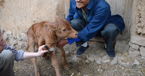 洛南一母牛产下畸形牛犊
