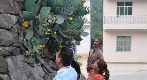 柞水发现巨型仙人掌