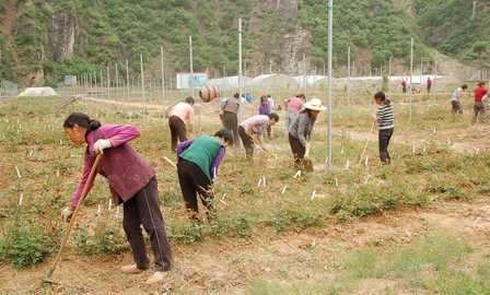 柞水留守妇女为卉丰产业园锄草