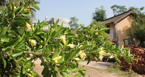 丹凤有树开白花的石榴