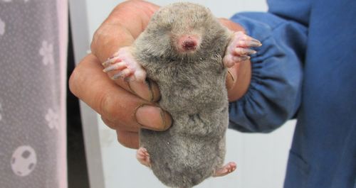 商州一村民发现一只奇怪动物