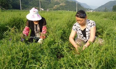 山阳实施计生家庭创业工程扶持计生家庭脱贫致富