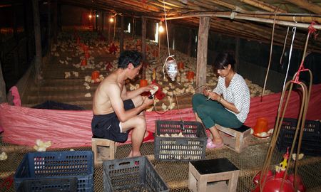 丹凤农民工余发杰发展大棚肉鸡养殖