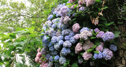 镇安木王一株绣球花开三色惹人爱