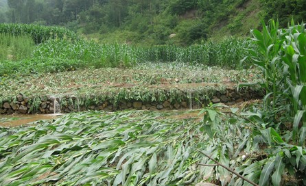 丹凤庾岭镇吊棚村突遭暴雨袭击