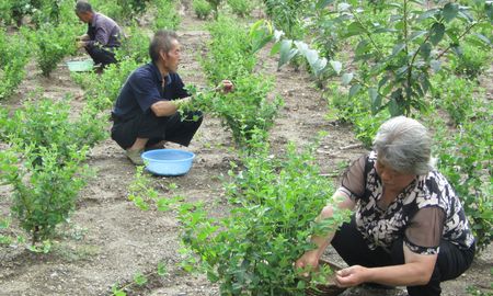 商州树型金银花套种樱桃