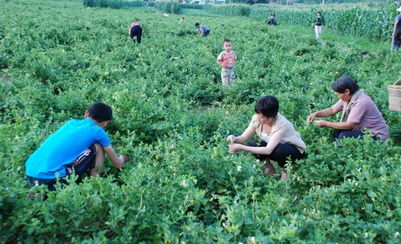 洛南八道河村金银花喜获丰收　