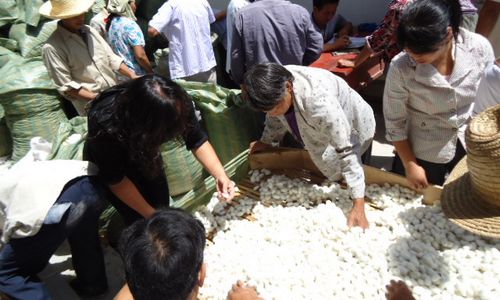 洛南景村镇蚕农交售蚕茧