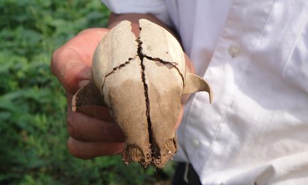 山阳十里铺镇高二村发现一奇形骨头