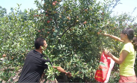 丹凤万湾村早熟嘎拉苹果吸引游客