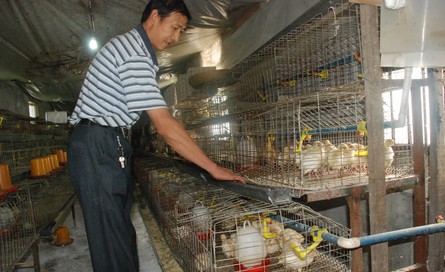 商南城关镇养殖专业户首批引进500只火鸡