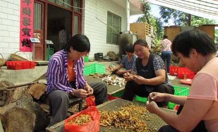 柞水下梁镇村民采摘野生菌致富