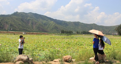 丹凤扩建千亩荷塘景观