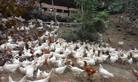 丹凤月日镇发展生态鸡养殖