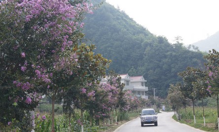 镇云公路紫薇花竞相怒放