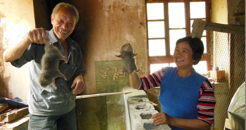 柞水村民搞竹鼠驯养