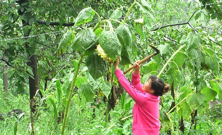 洛南村民引进优质向日葵籽