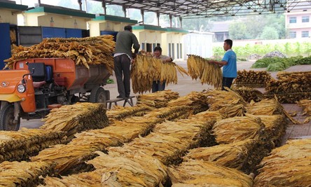 洛南各烟站烘烤收获烟叶