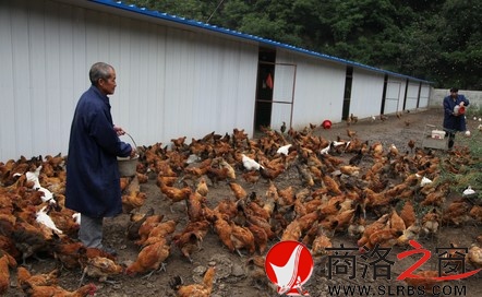 柞水大力发展散养鸡养殖业|发展,养殖业|县区动