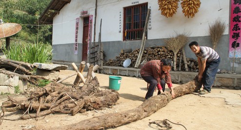 柞水曹坪镇一村民挖到重达260余斤葛根