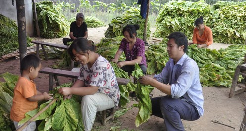 镇安米粮镇发展种烟大户