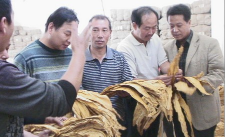 洛南人大代表评议烟叶收购工作